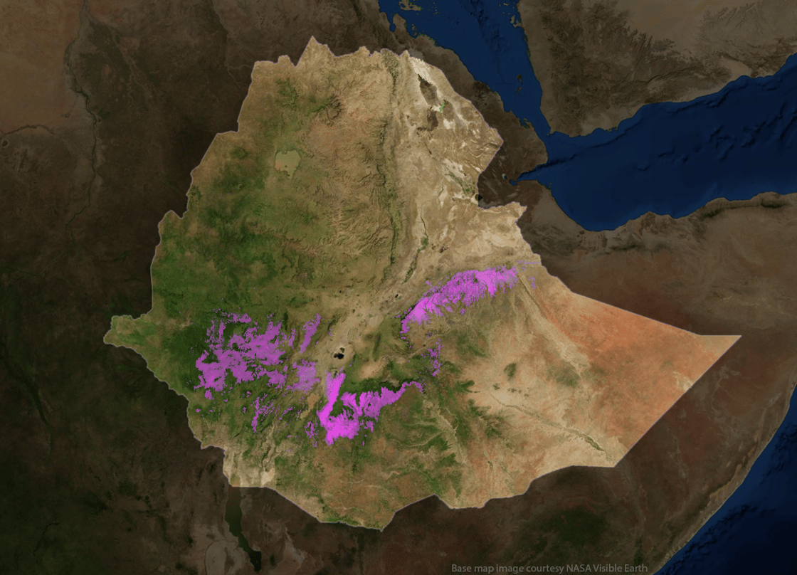 Coffee-growing area of Ethiopia (pink). Base image courtesy NASA; crop detection overlay copyright Enveritas. 